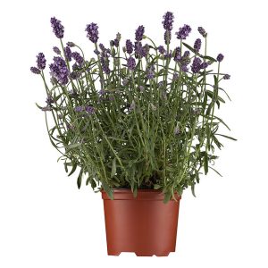 Lavande Angustifolia 12cm