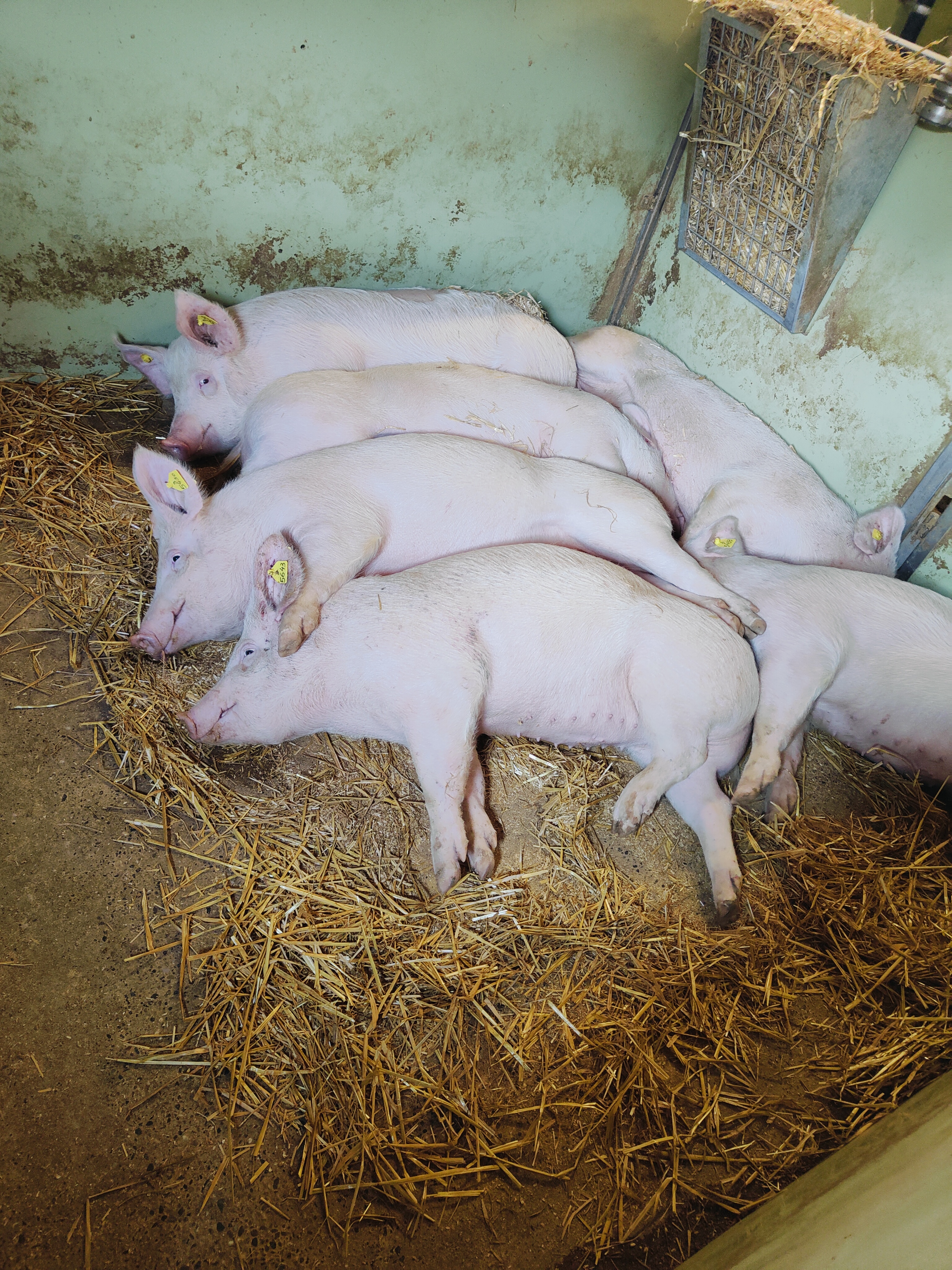 Enzymix - élevage porcin