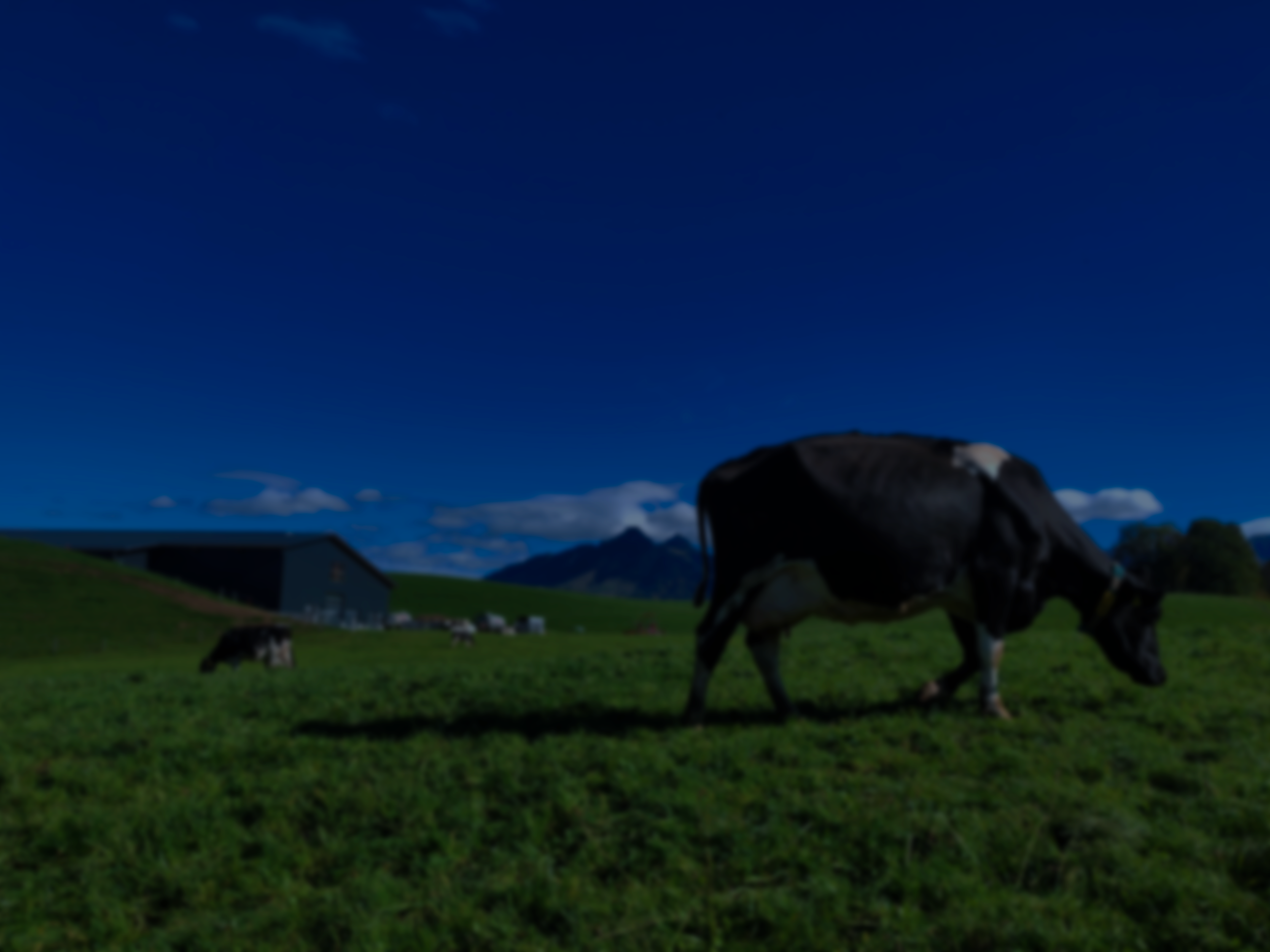 Enzymix - élevage bovin